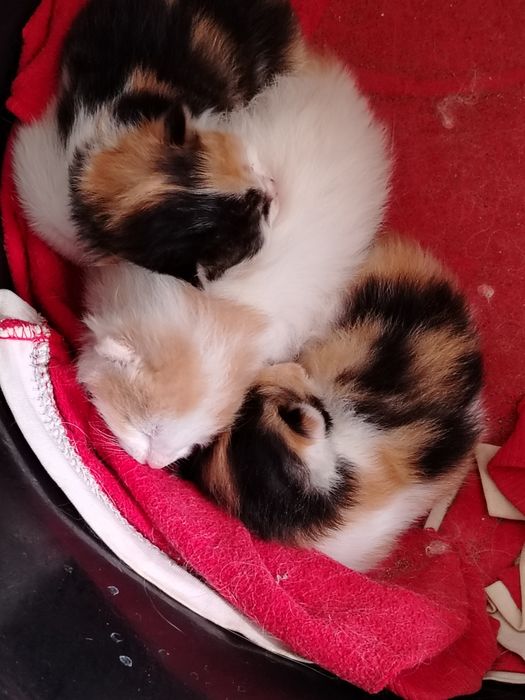 Турецкая ангора бтлалари сотилади