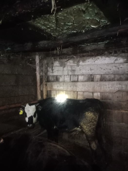 Продам бычки упитанные