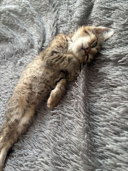 В добрые руки котенка