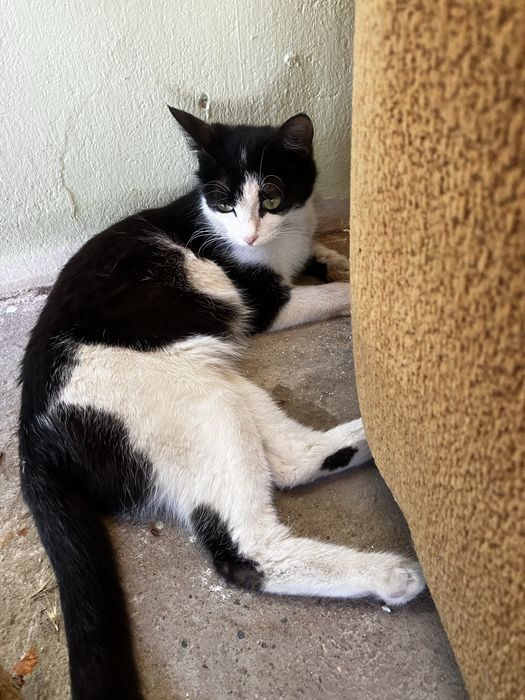 кошка мысық котята кот