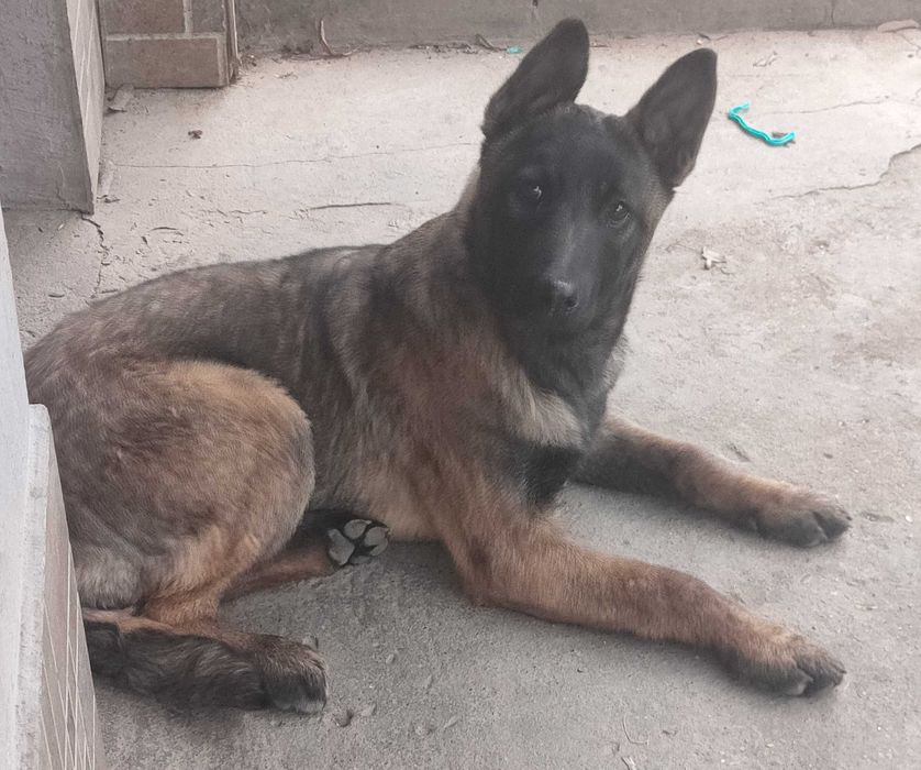 Donez ciobănesc belgian malloins