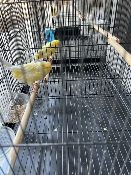 Канарейка Йоркшир самец ( нар ) Туркия