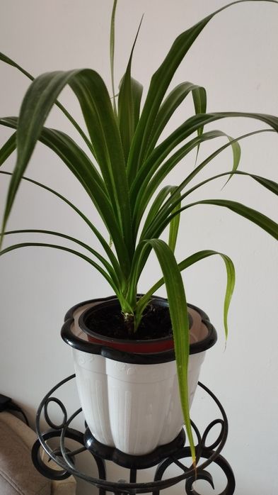 Экзотический панданус