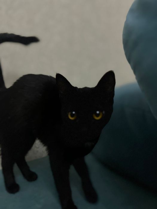 Кошка,мысық,мырғау