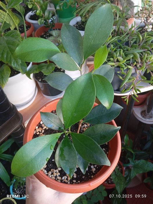 Продам цветы комнатные