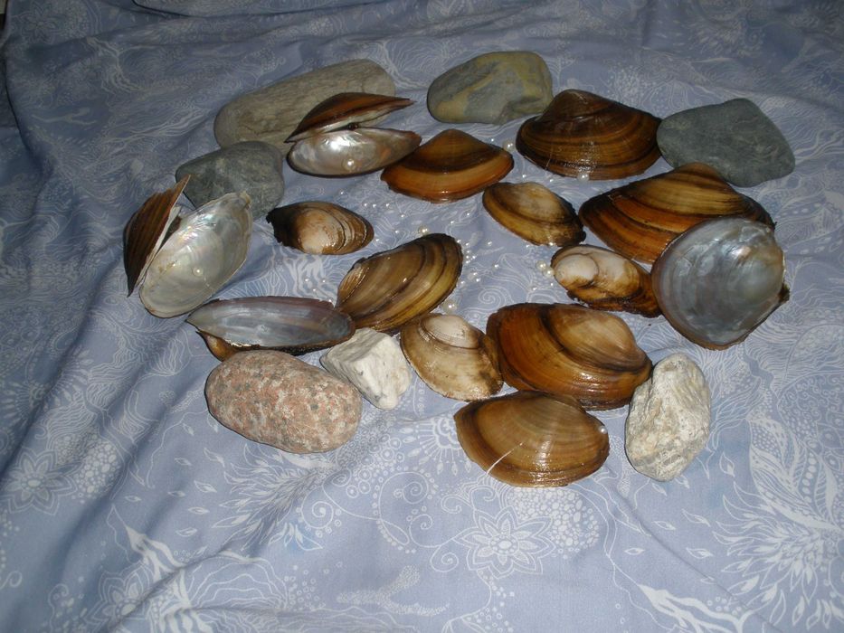 продам лом озерных ракушек
