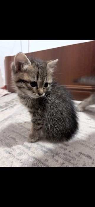 Отдам котят в добрые руки