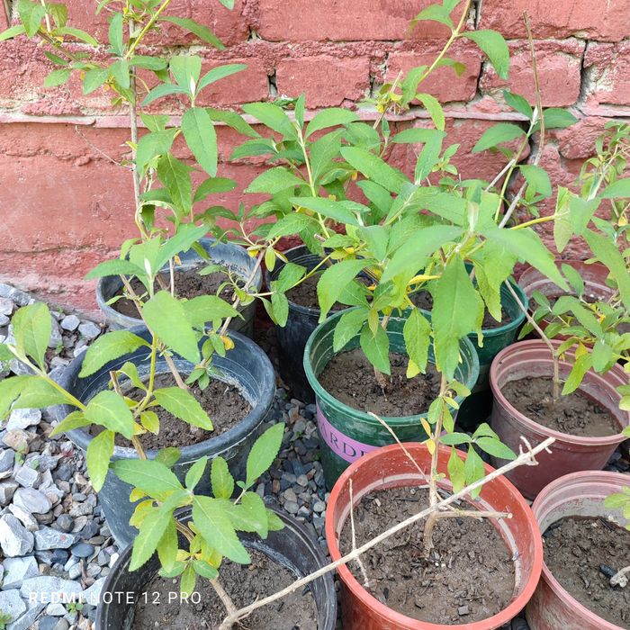 Буддлея. Кустарник длительного цветения.