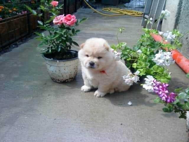 servicii de dresaj si pensiune canina