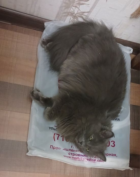 Отдам кошечку в добрые руки