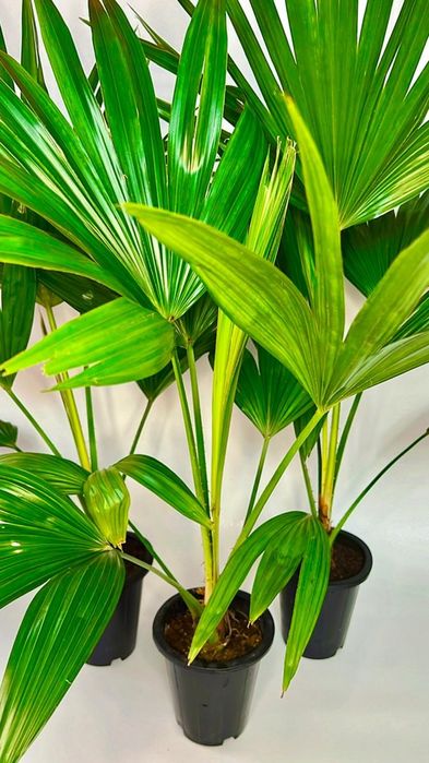 Пальма Вашингтония 80-85см