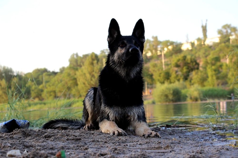 Кобель ВЕО на вязку