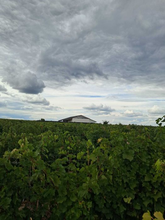 Vand Vie - Panciu VN - soiuri de vin si masa
