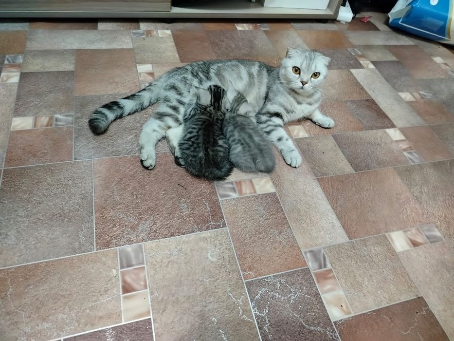 Продам породистых котят