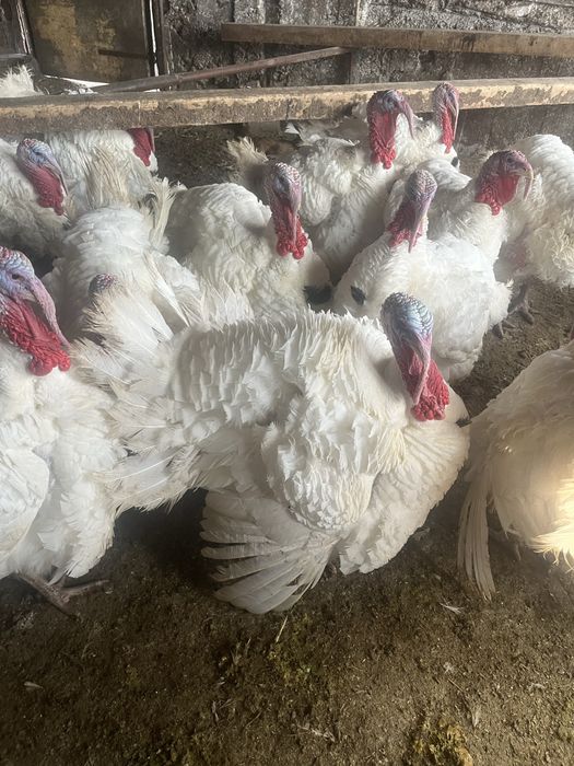 Vand curcani si curci de vanzare