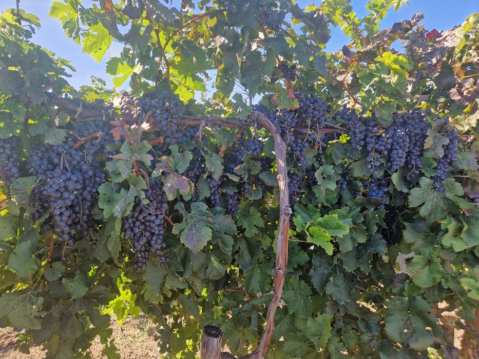 Продавам грозде Мускат и Мерло
