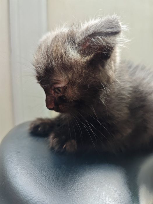 Отдам двух котят