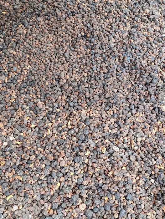 Урик қоқи бор сифатли 55 тунна