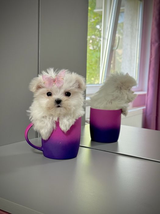 Bichon maltese / maltez toy