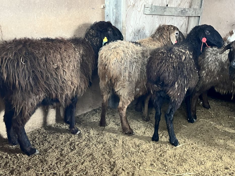 Буаз қойлар сатылады