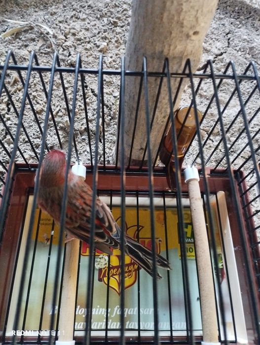 Канарейка. Нарла. 1 еш. Ярийй