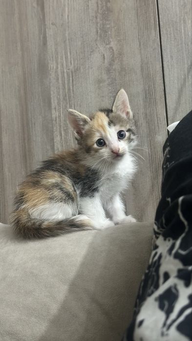 Котята полубенгалы