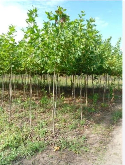 Amenajări curți grădini