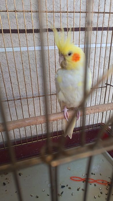 Домашние птицы - попугай