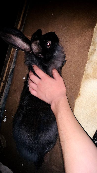 Quyon/кролики 3 ойли