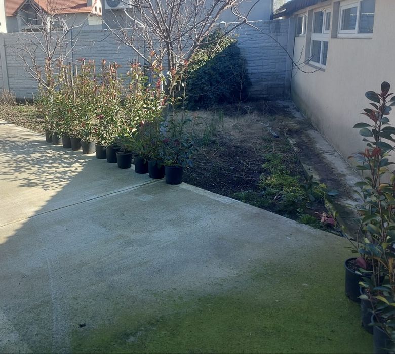 Vand 19 bucati Photinia la ghiveci