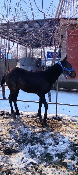 Продам жеребёнка кабылку