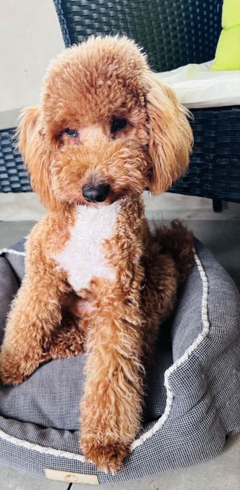 Мини пудел на 9 месеца