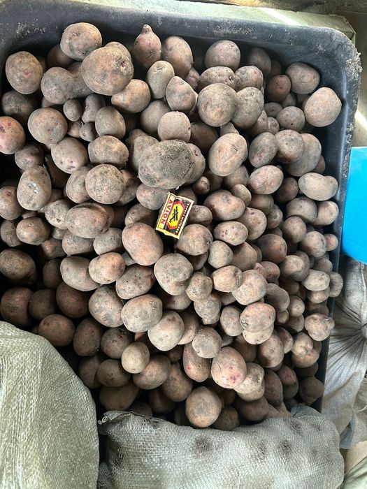 Продам картофель