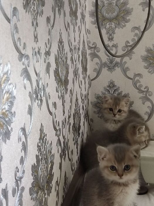Продам  Пепельной шеншила