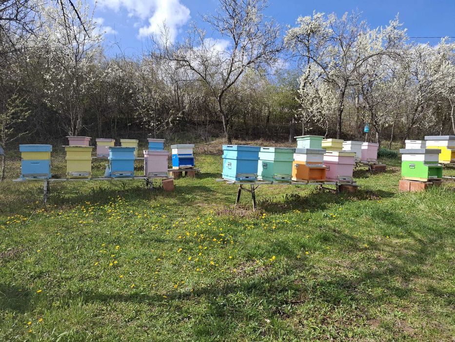 Familii albine de vanzare