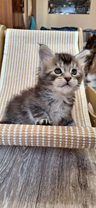 Котята   мейн-кун