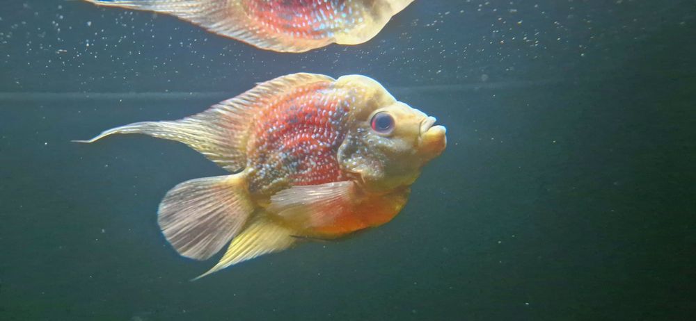 Попугай-Flowerhorn