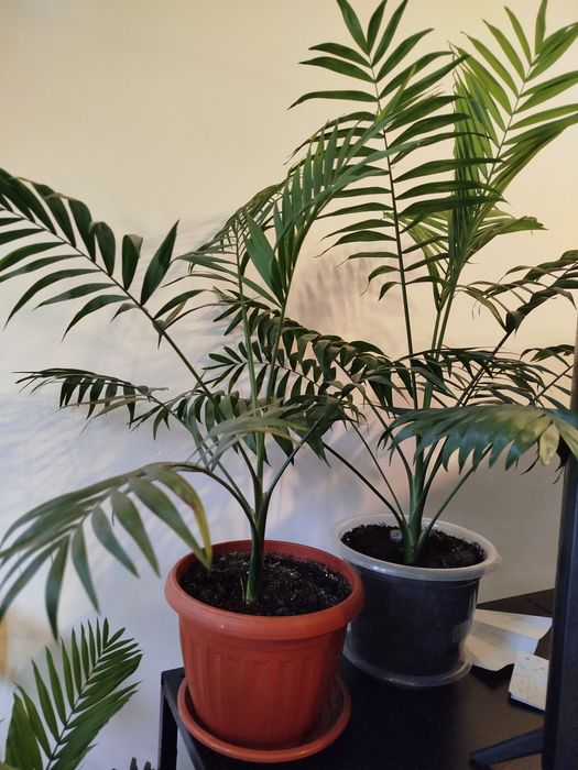 Пальма хамедорея