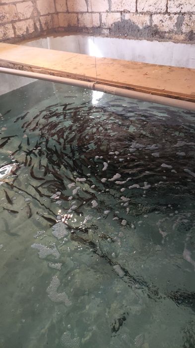 Продажа мальков фарельи