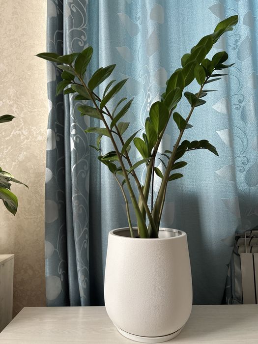 Замиокулькас цветы