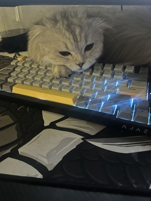 Шотландский вислоухий