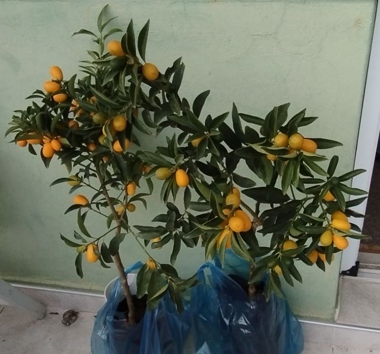 Кумкуат с плодове