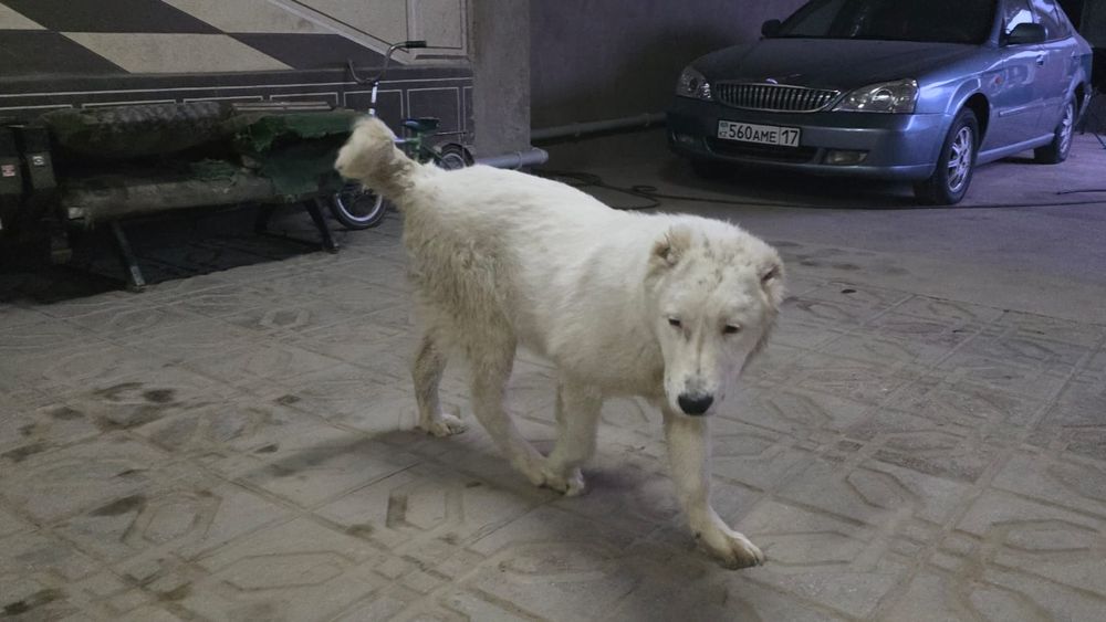 Продам щенка породы Алабай