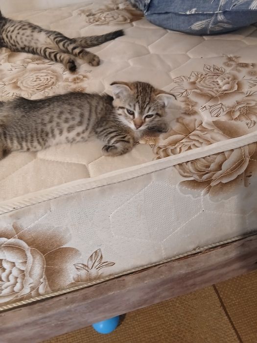 Отдаю в хорошие руки котят