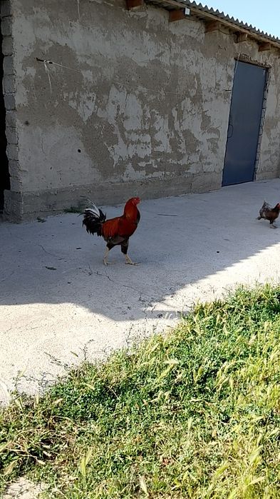 байтцовый қораз сатылад