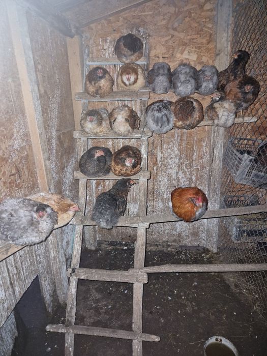 Vând ouă găini araucana