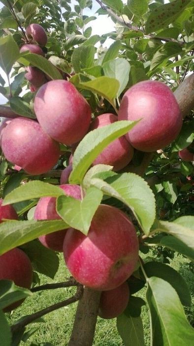 Pomi Fructiferi Pitici Dwarf (Măr )