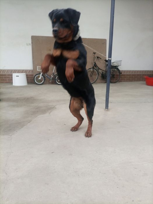 Ratfeller sotiladi