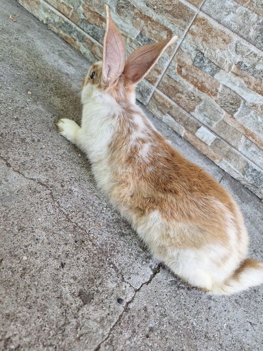 Vând iepurii de casă