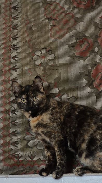 Отдам кошечку красавицу